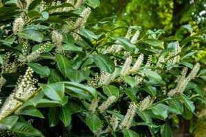 A horizontal image of a blooming cherry laurel shrub growing outdoors.
