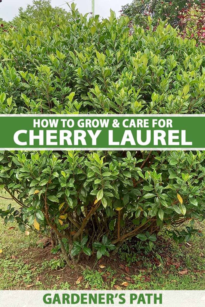 A vertical image of a cherry laurel shrub growing outdoors.