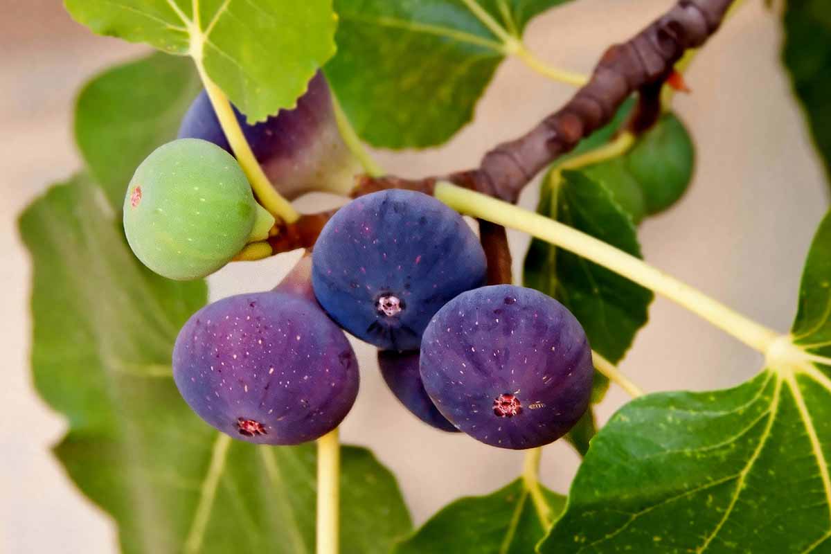 A close up horizontal image of figs ripe and unripe growing on the tree pictured on a soft focus background.