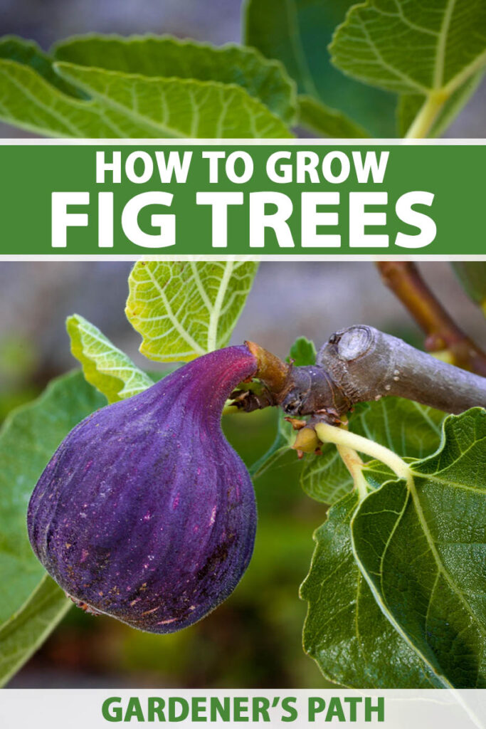 A close up vertical image of a purple ripe fig growing on the tree pictured on a soft focus background. To the top and bottom of the frame is green and white printed text.
