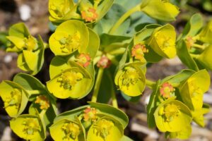 A close up horizontal image of the flowers of the gopher plant (Euphorbia rigida) growing in the garden pictured in light sunshine.