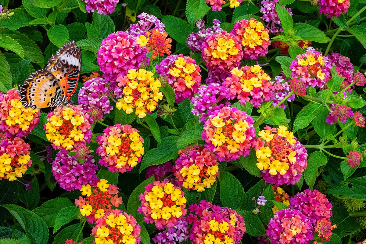 A close up horizontal image of colorful lantana flowers growing in the garden.