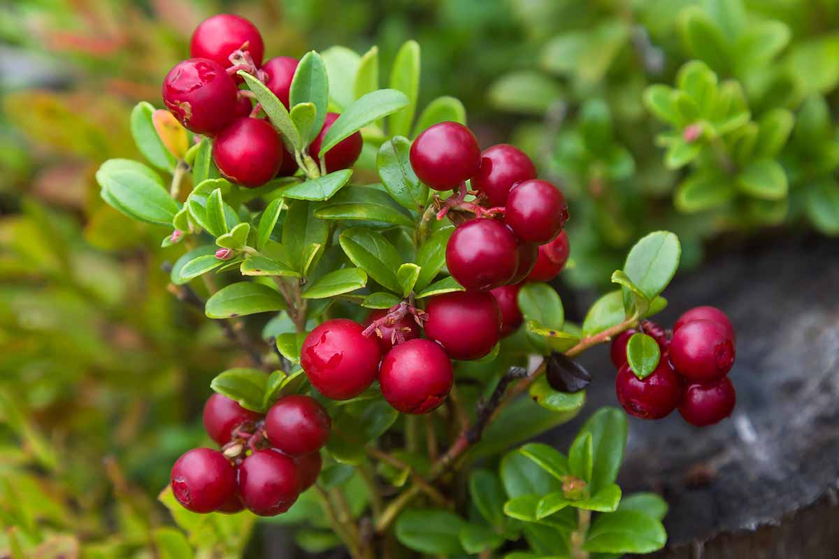 A close up horizontal image of bright red lingonberries growing in the garden pictured on a soft focus background.