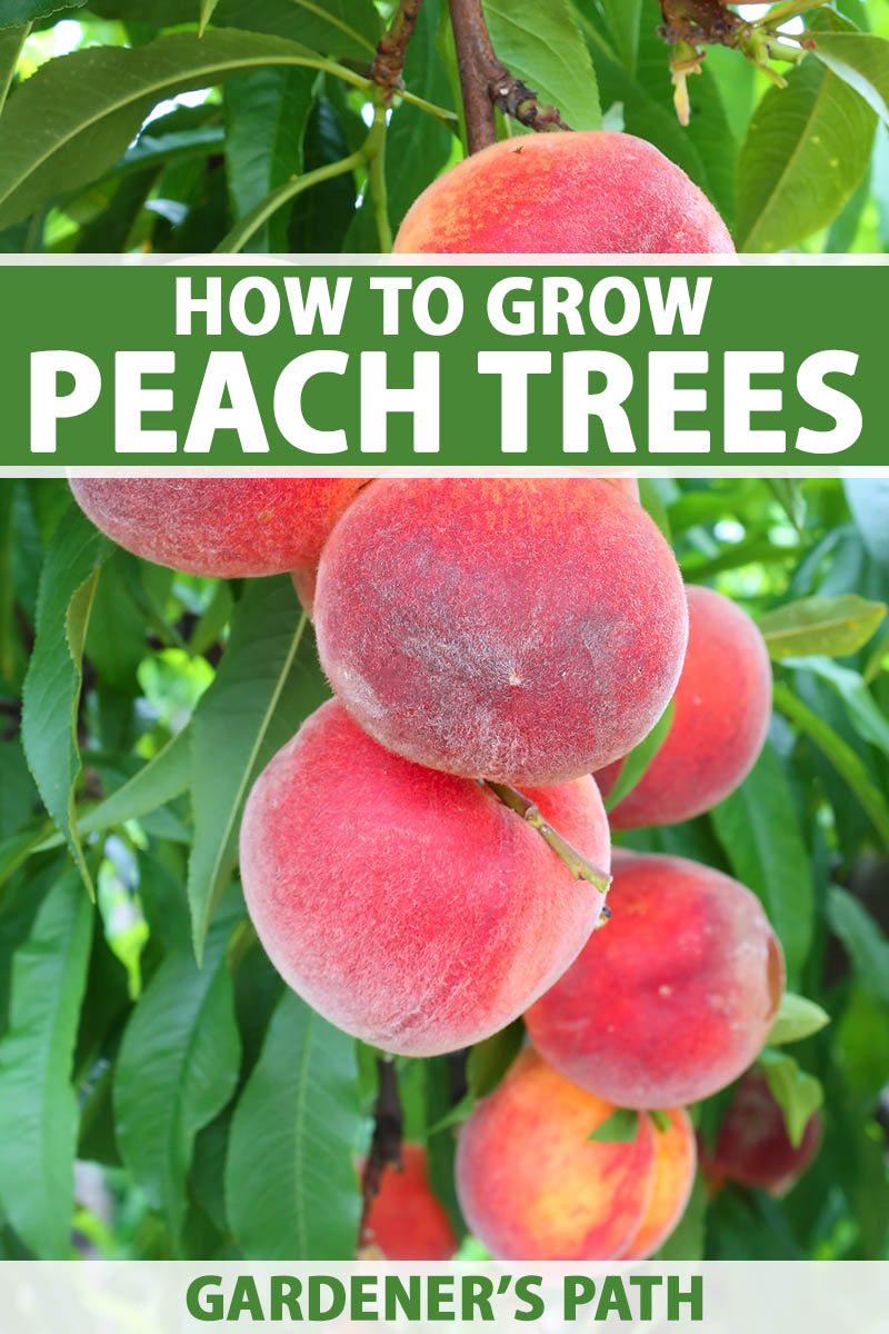 How to Grow a Peach Tree From Seed Indoors