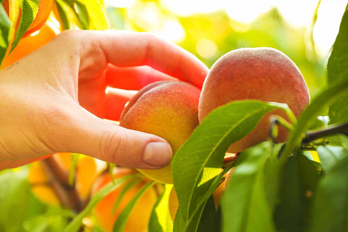 A close up horizontal image of a hand from the left of the frame harvesting a ripe peach from the tree, pictured in light evening sunshine on a soft focus background.