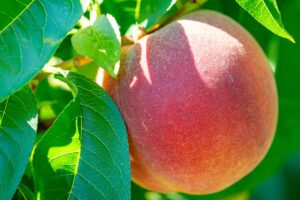 A close up horizontal image of a ripe peach growing in the garden pictured in light sunshine on a soft focus background.