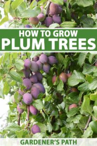 How to Grow and Care for Plum Trees | Gardener’s Path