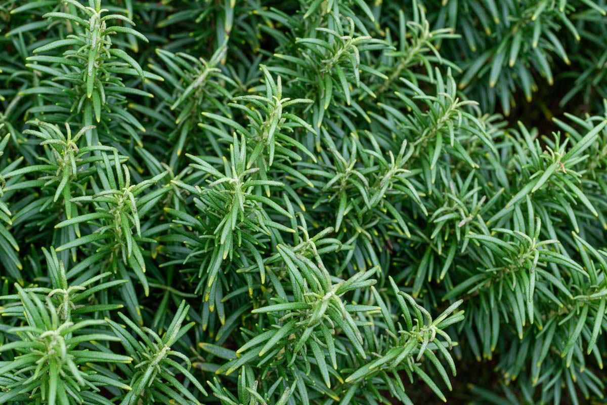 Close up of the needled of rosemary plants growing in a herb garden.