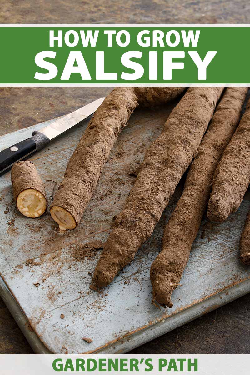 A close up vertical image of freshly dug salsify roots set on a wooden surface with a knife. To the top and bottom of the frame is green and white printed text.