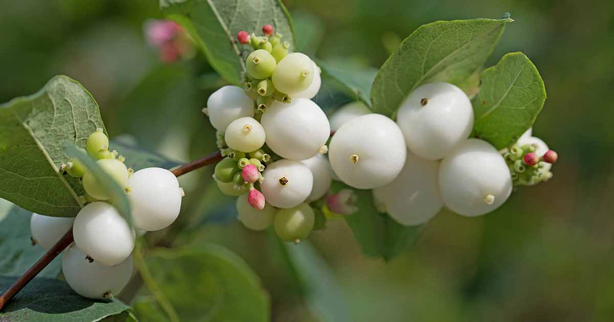 How to Grow and Care for Common Snowberry