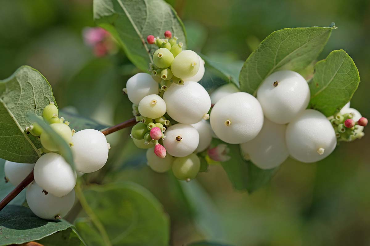A close up horizontal image of white snowberries (Symphoricarpos albus) growing in the garden pictured on a soft focus background.