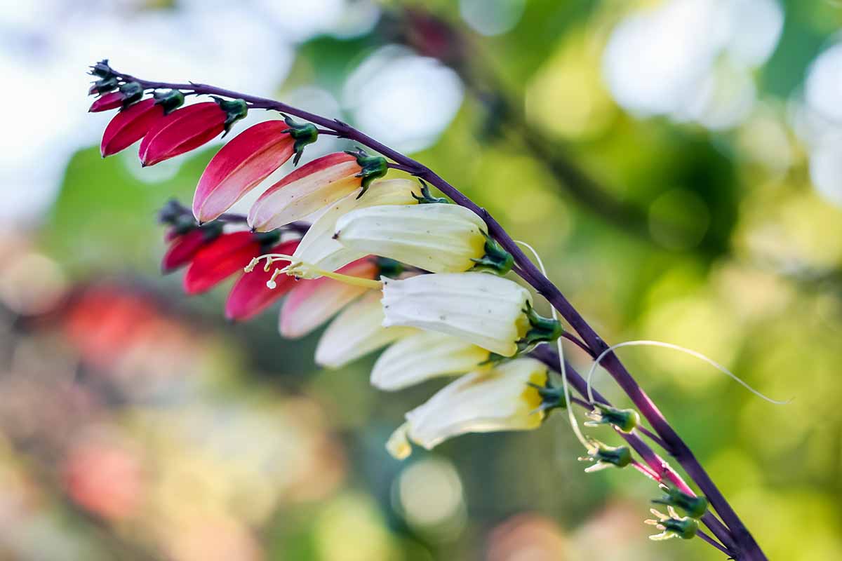 A close up horizontal image of red and white firecracker vine (aka Spanish flag) flowers pictured on a soft focus background.