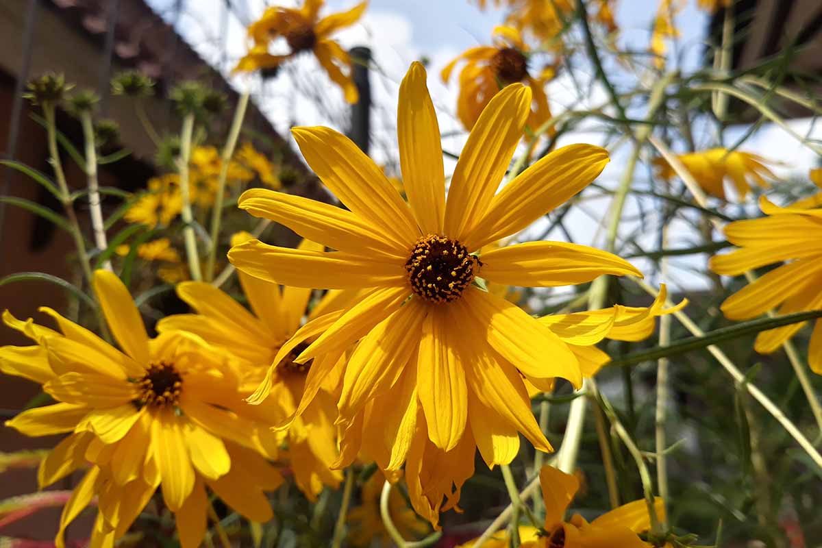 A close up horizontal image of yellow swamp sunflowers (Helianthus angustifolius) growing in the garden.