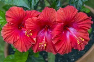 A close up horizontal image of three red tropical hibiscus flowers growing in a container.