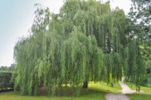 A horizontal image of a large weeping willow (Salix babylonica) growing in a park with a pathway down the side of it.
