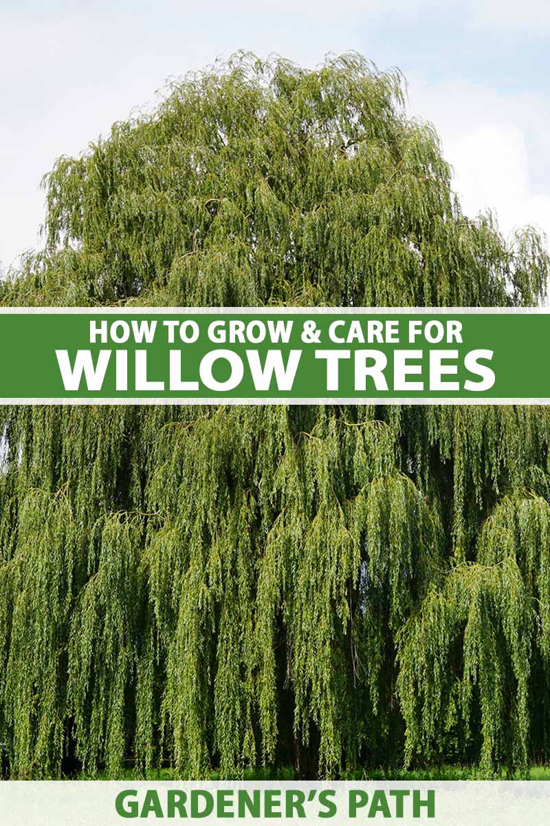 A vertical image of a large weeping willow (Salix) tree growing in the garden. To the center and bottom of the frame is green and white printed text.