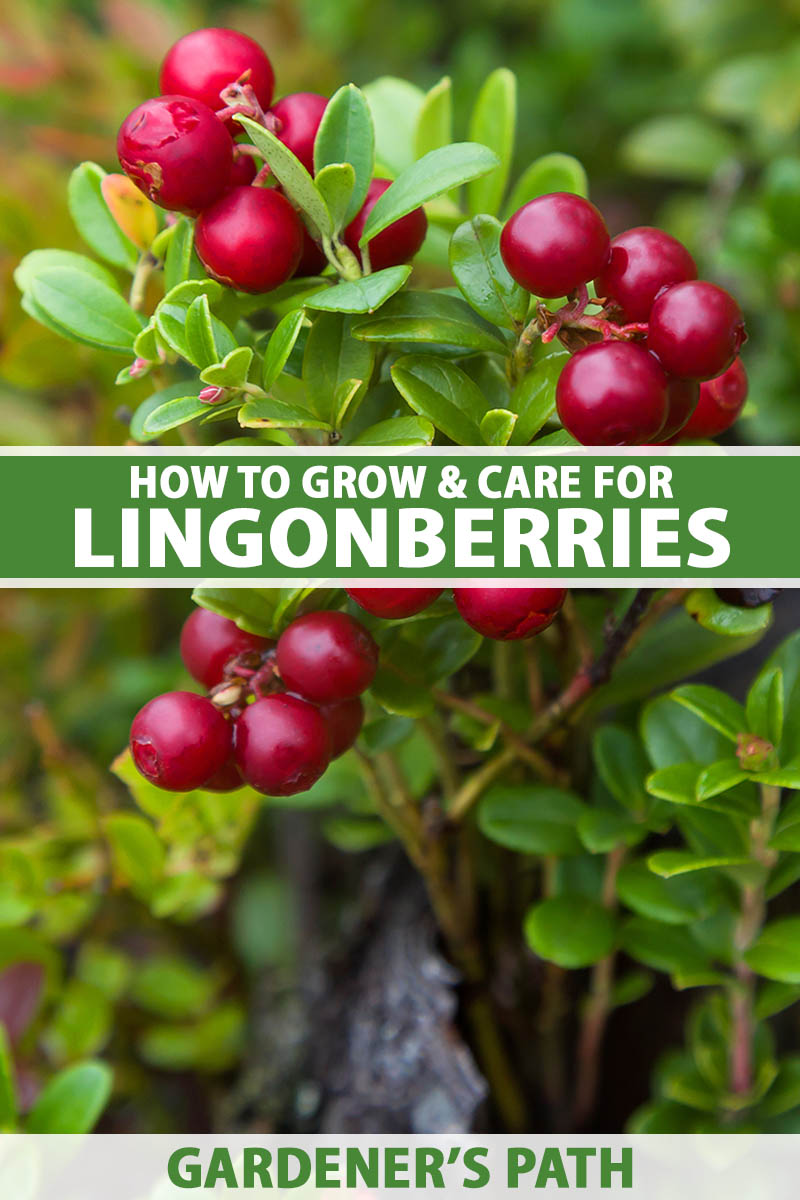 A close up vertical image of bright red lingonberries growing in the garden pictured on a soft focus background. To the center and bottom of the frame is green and white printed text.