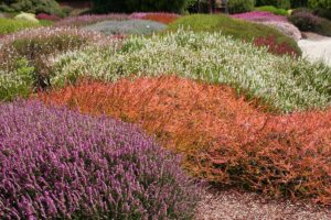 A horizontal image of a colorful field of heather plants with a path running through.