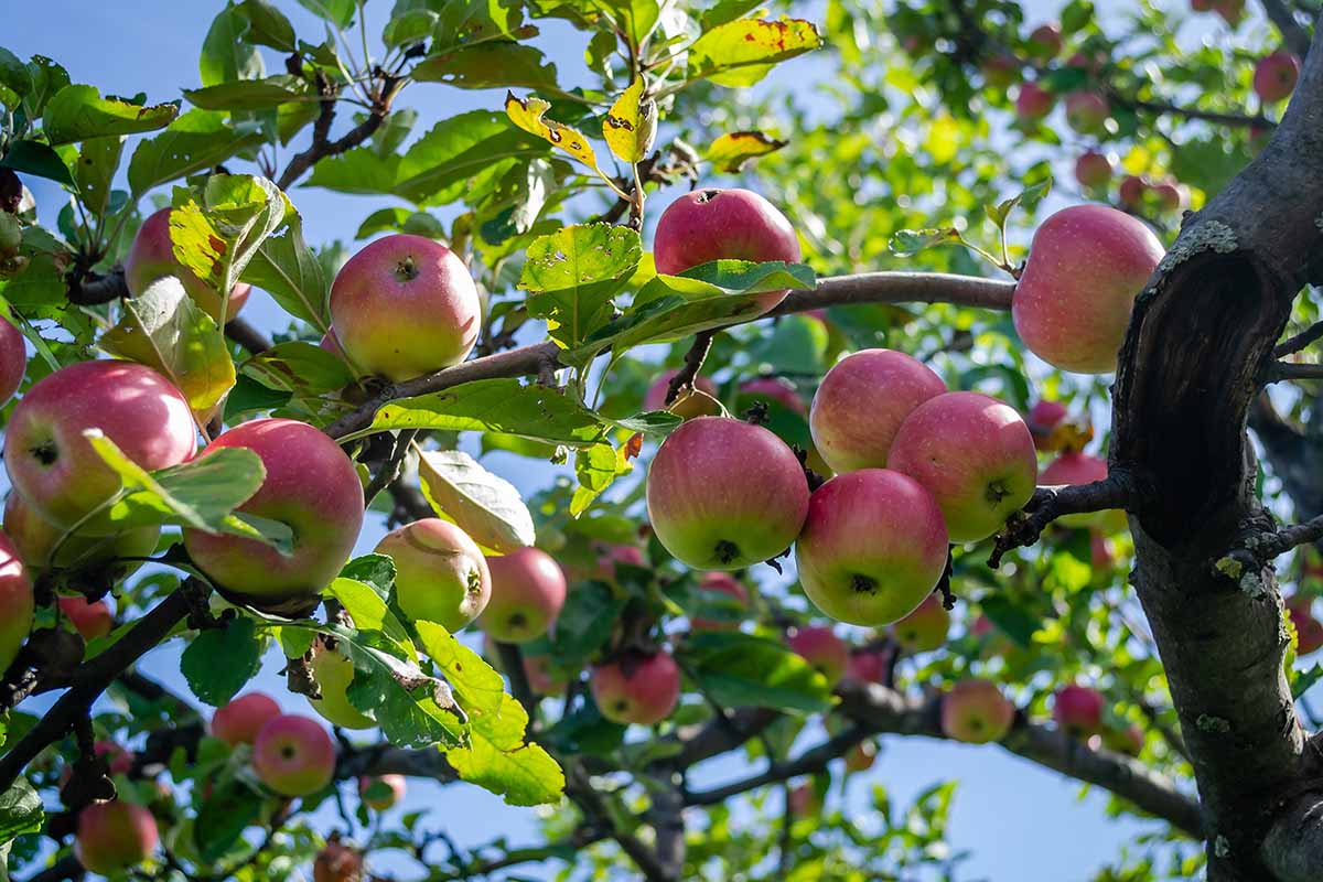 A close up horizontal image of ripe apples growing on the tree, ready for harvest, pictured in bright sunshine on a blue sky background.