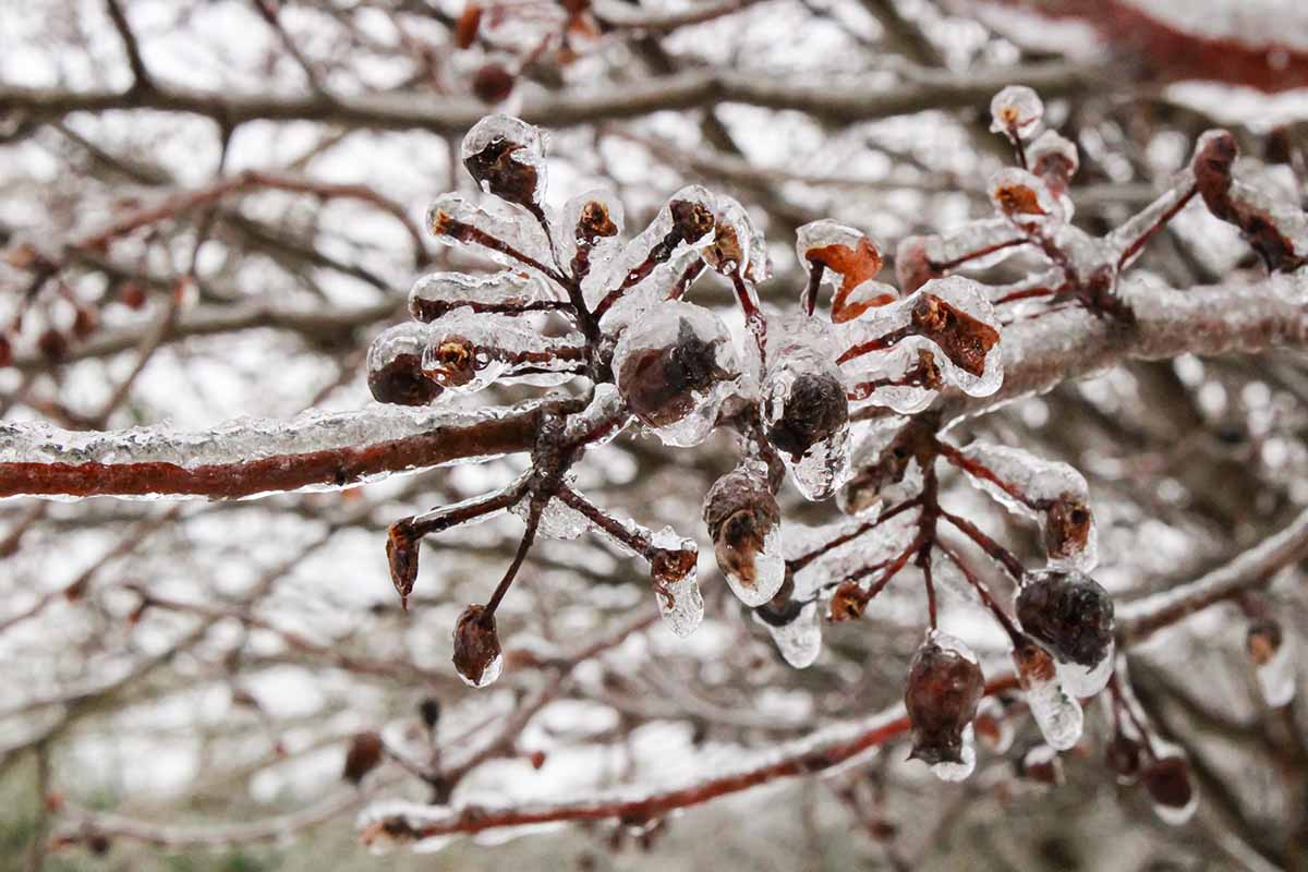 A close up horizontal image of ice on the branches of a shrub.