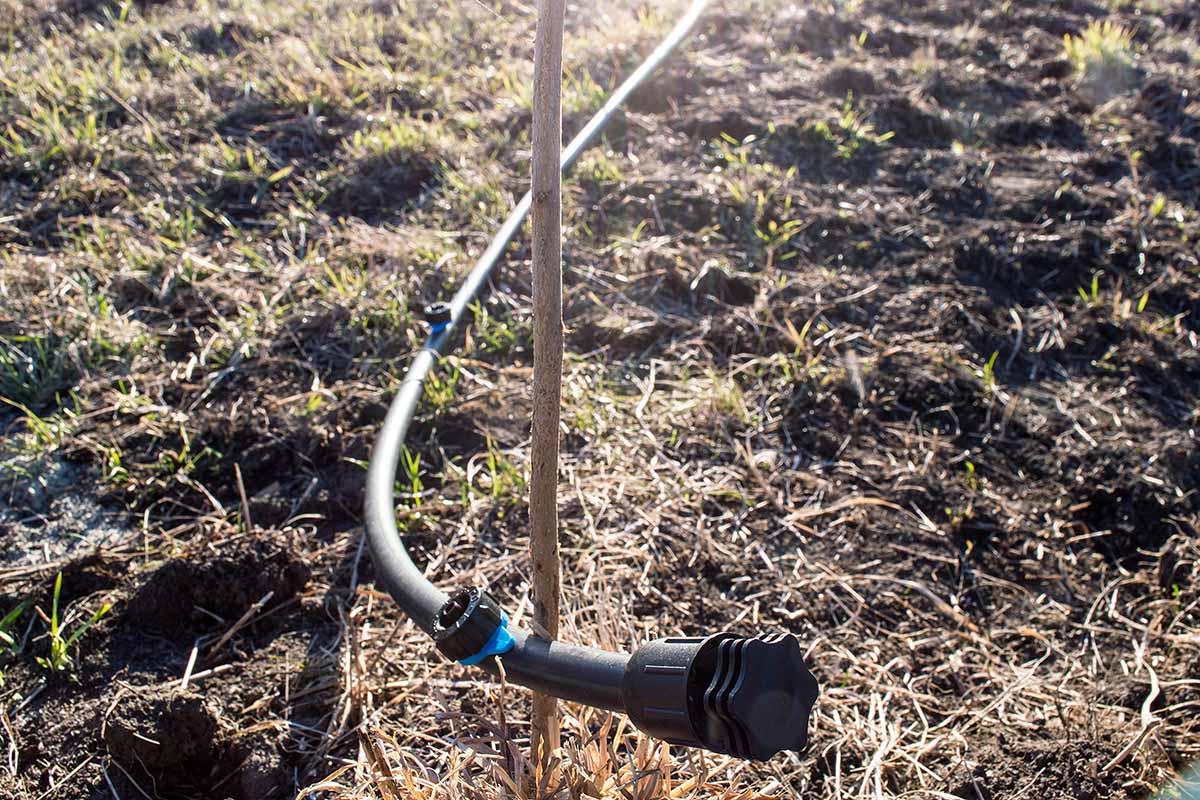 A close up horizontal image of a drip irrigation line running along the ground.