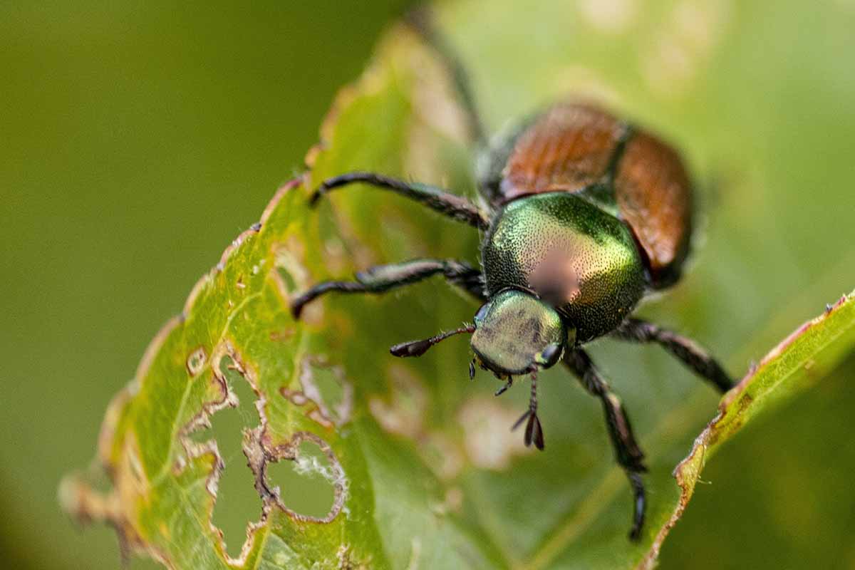 A close up of a Japanese beetle feeding from a leaf pictured on a soft focus background.