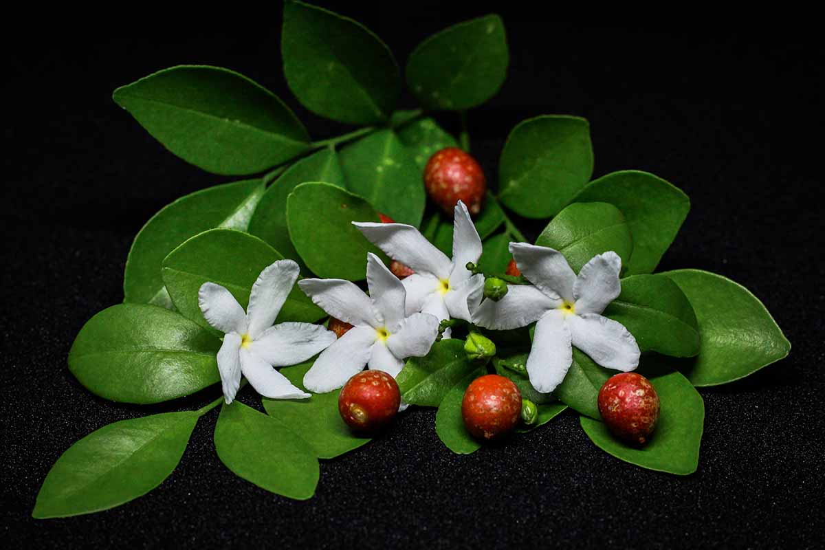 A close up horizontal image of jasmine flowers, foliage, and berries set on a dark background.