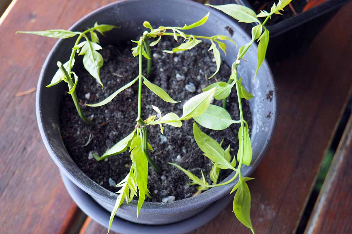 A close up horizontal image of stem cuttings rooting in soil in a black container set on a wooden surface.