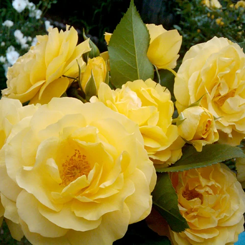 A square image of yellow 'Julia Child' roses growing in the garden.