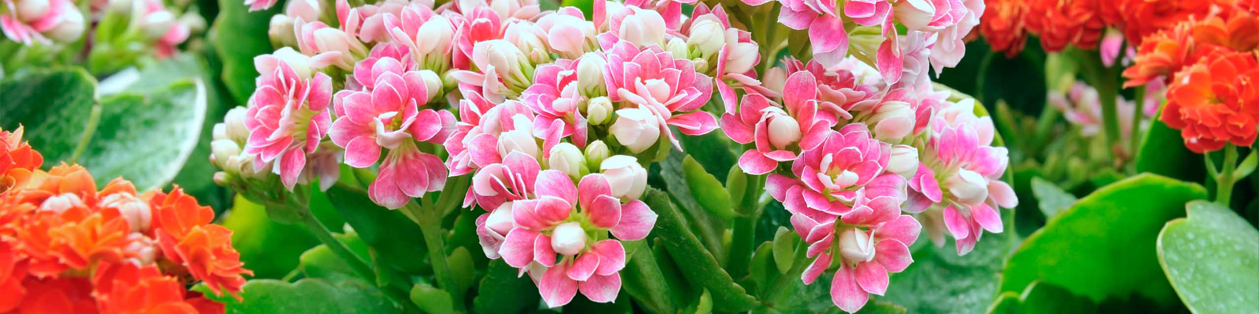 Pink and white flowers on a kalanchoe succulent.