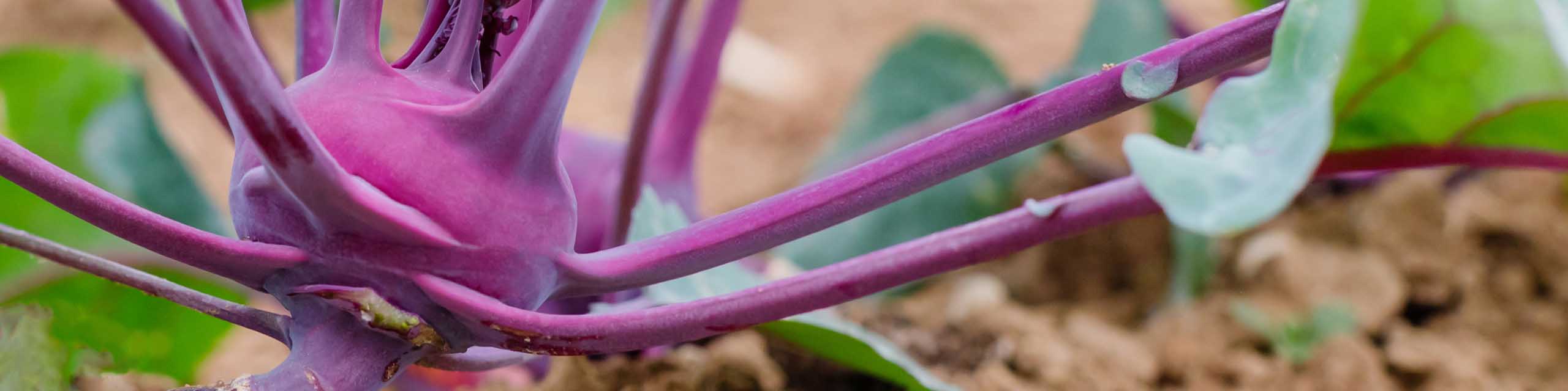 Close up of a purple kohlrabi plant growing in a garden.