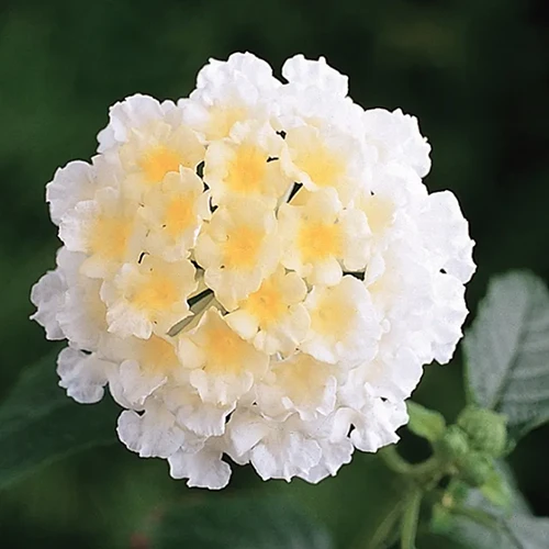 A square image of a single Landmark White flower pictured on a dark background.