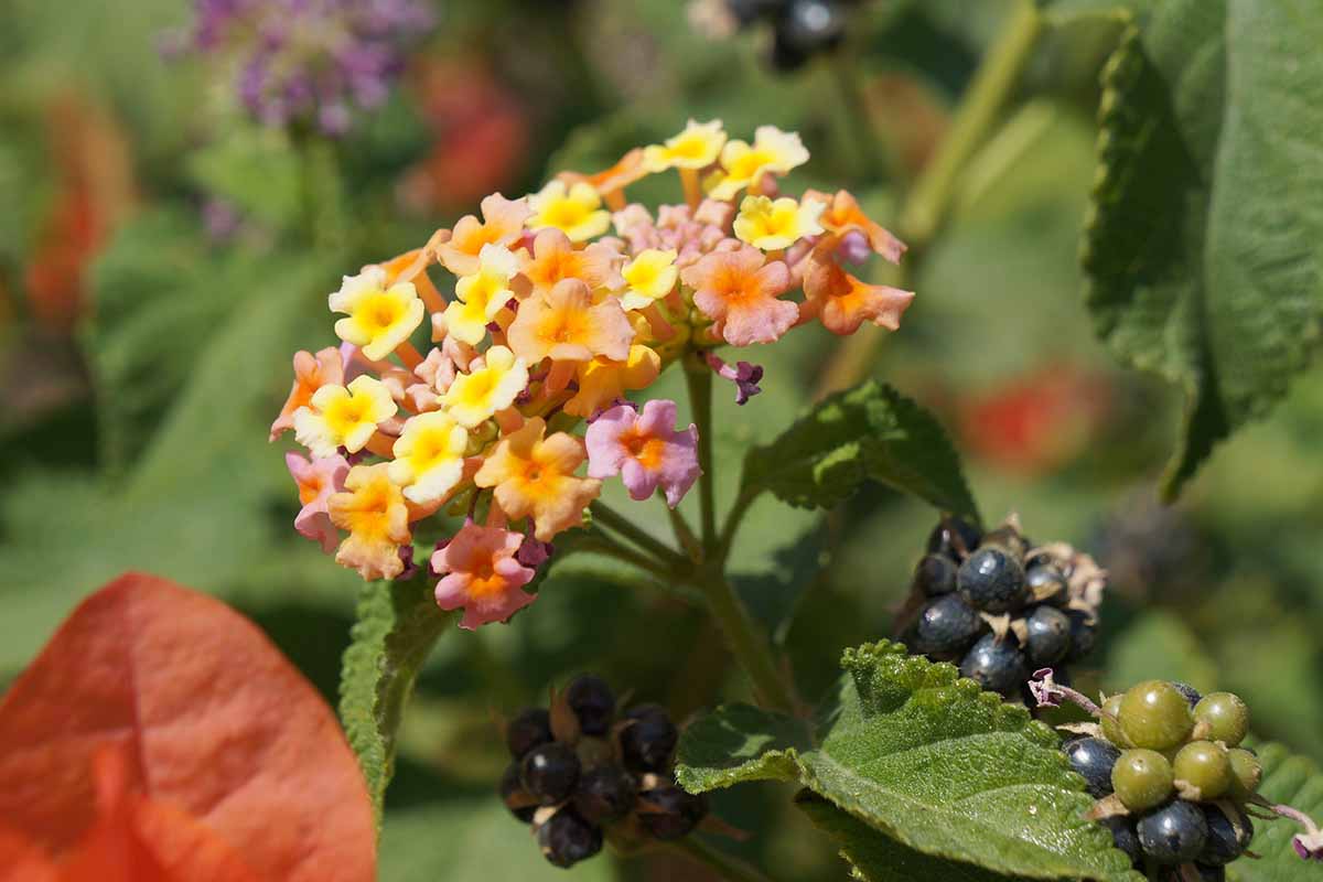 A close up horizontal image of lantana flowers and fruit pictured in bright sunshine on a soft focus background.
