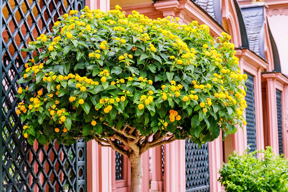 A close up horizontal image of a lantana shrub with yellow flowers pruned into a topiary style, set outside a residence.