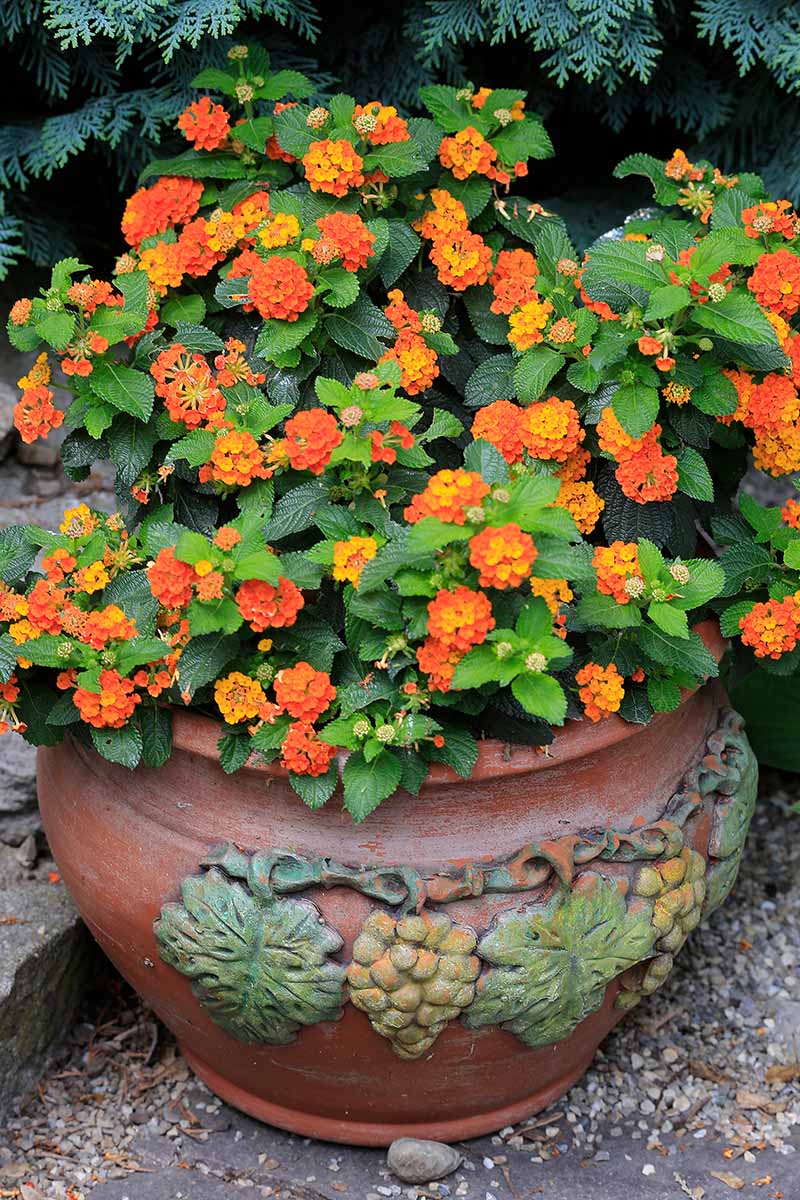 A close up vertical image of a lantana plant in full bloom growing in a large terra cotta container.