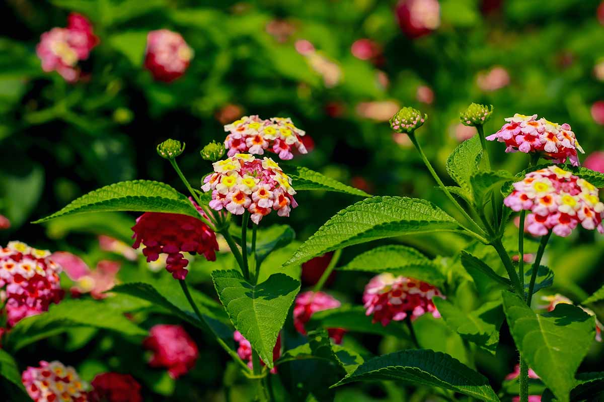 A close up horizontal image of colorful lantana flowers growing in a sunny garden.