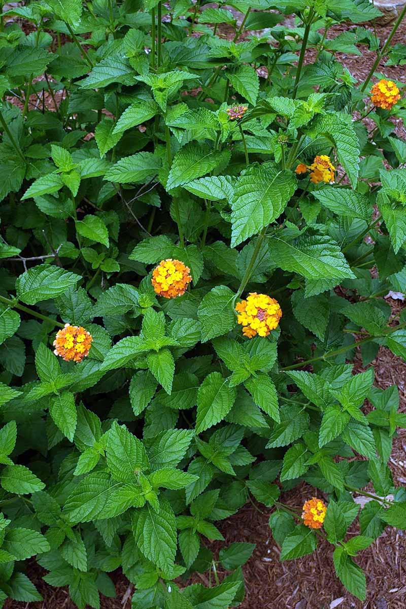 A close up vertical image of flowering lantana growing in the garden.