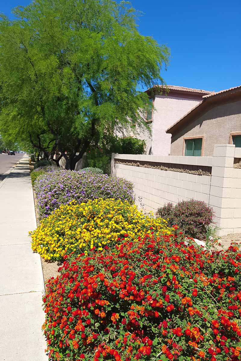 A vertical image of a tidy sidewalk outside a residence with neat lantana shrubs growing in a row, pictured in bright sunshine.