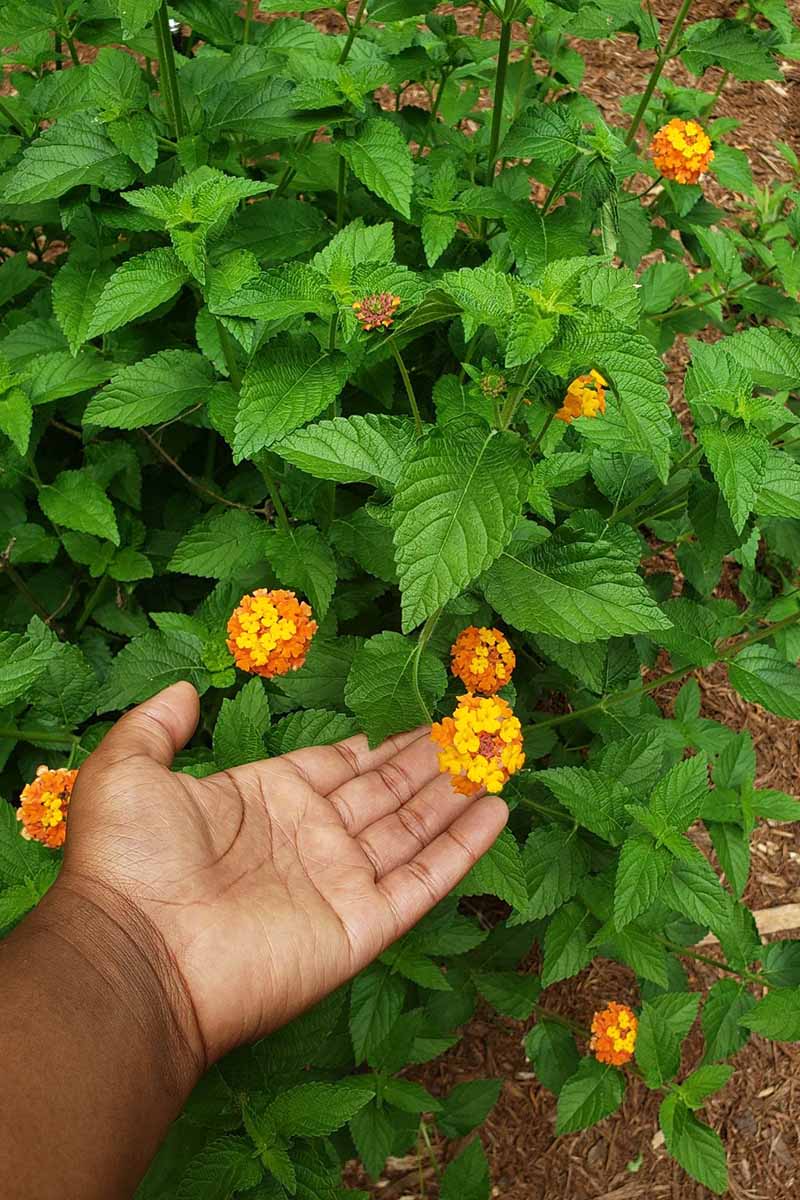 A close up vertical image of a hand from the bottom of the frame touching a lantana flower growing in the garden.