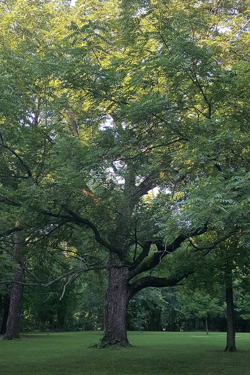 A vertical image of a large, mature black walnut (Juglans nigra) tree growing in a park.
