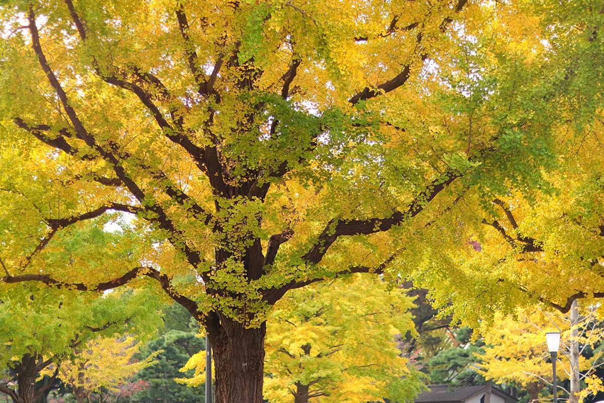 Une image horizontale d'un grand arbre ginkgo au feuillage doré à l'automne.