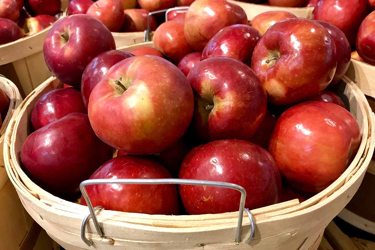 A close up horizontal image of a wooden basket filled with ripe red apples, pictured in bright sunshine.