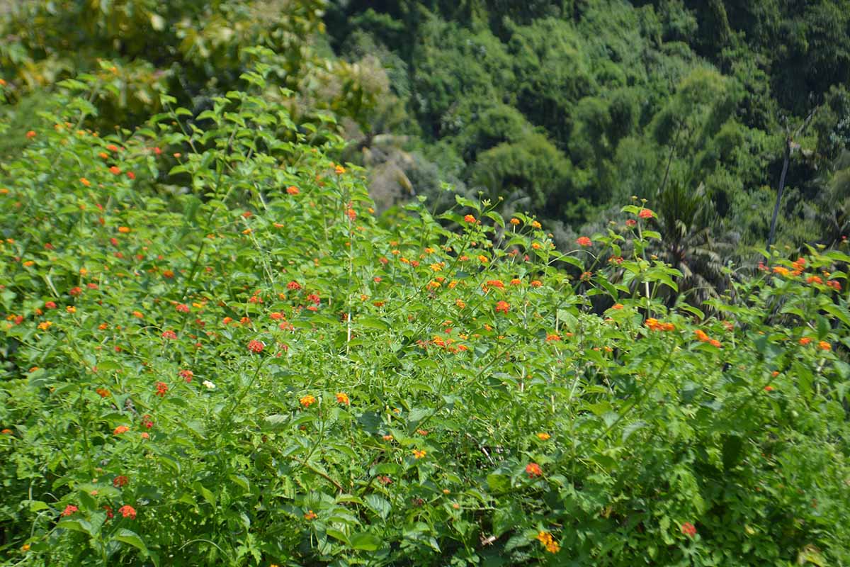 A horizontal image of a large lantana shrub growing wild.