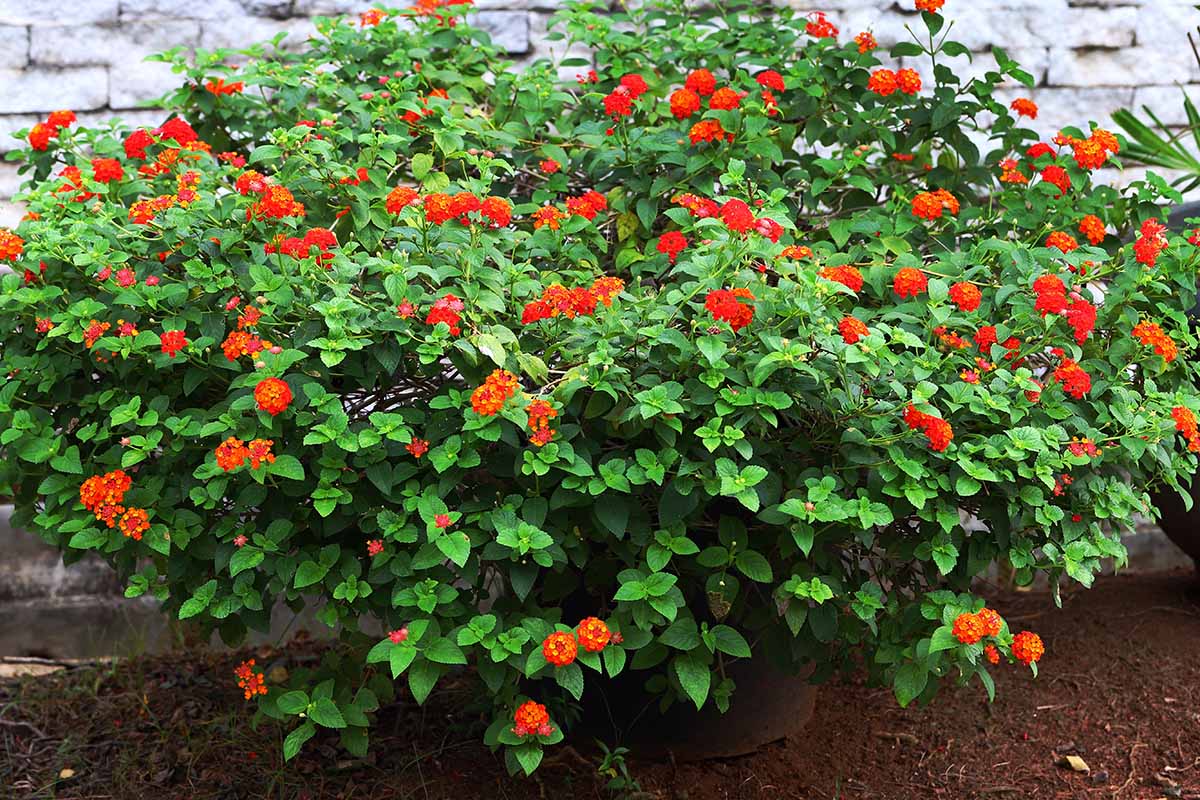 A close up horizontal image of a large red lantana shrub growing in a pot outdoors.