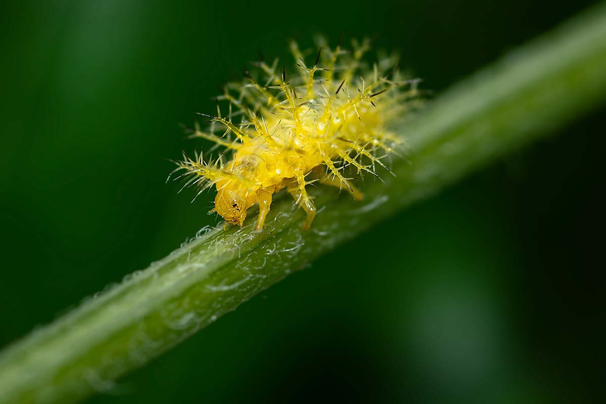 A close up horizontal image of the yellow spiny larva of Epilachna varivestis, on the stem of a plant, pictured on a soft focus background.