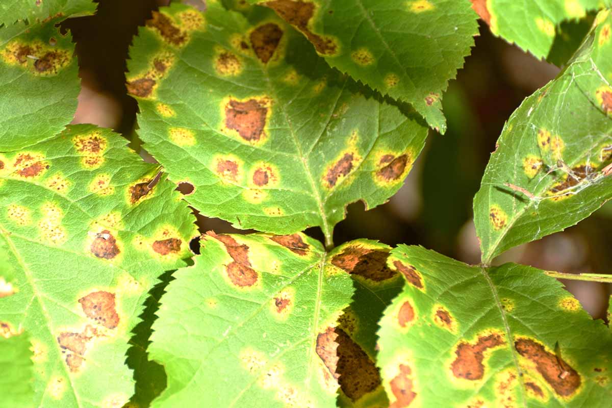 A close up horizontal image of the symptoms of leaf spot on foliage, pictured in light sunshine on a soft focus background.