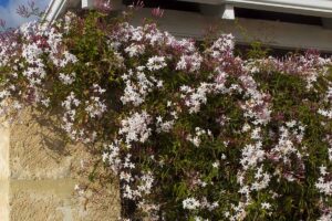 A close up horizontal image of jasmine in full bloom cascading over a stone wall with a residence in the background.