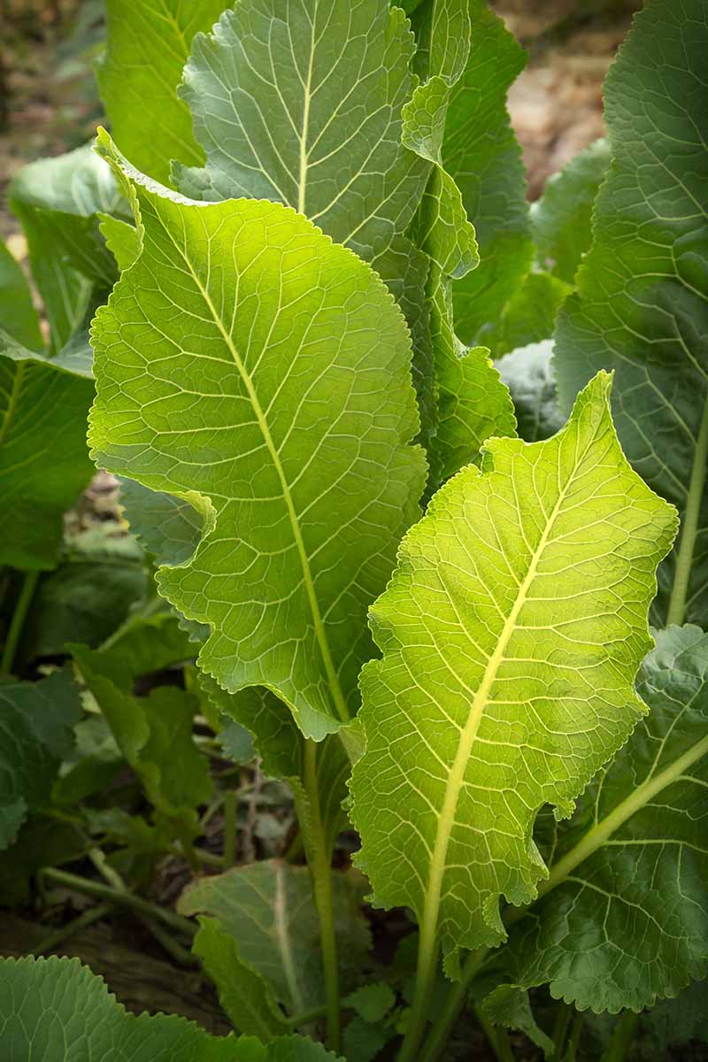 A close up vertical image of the foliage of horseradish (Armoracia rusticana) growing in the garden.