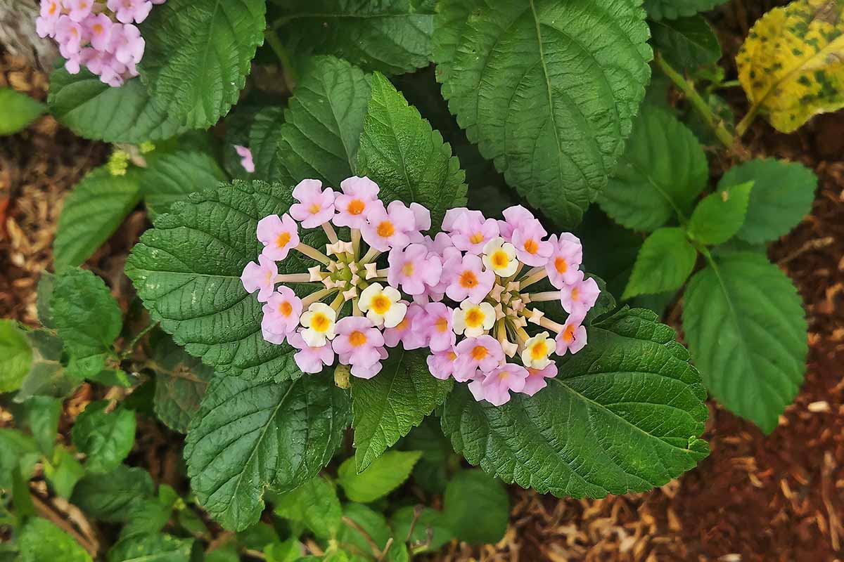 A close up horizontal image of pink and yellow lantana flowers growing in the garden.