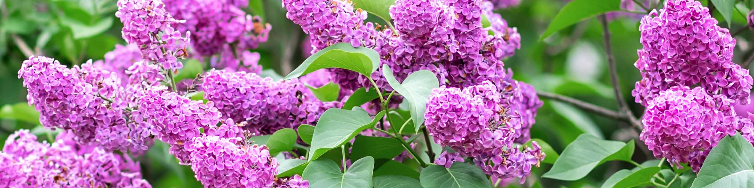 Lilac flowers blooming on a bush.
